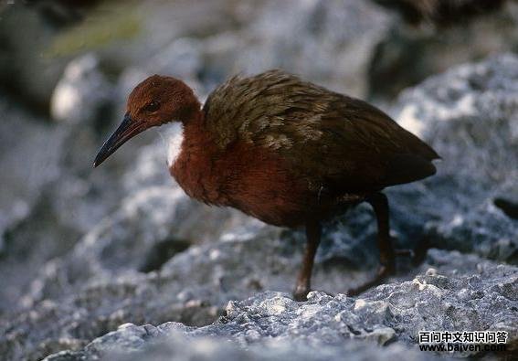 �׺�����