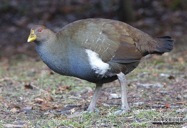 绿水鸡 绿水鸡的图片