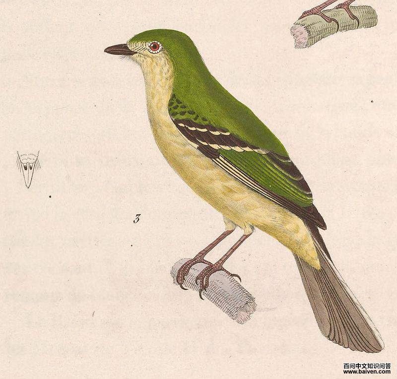 绿色小霸鹟 绿色小霸鹟的图片