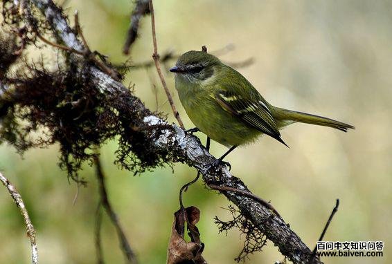 ��ɫС���l