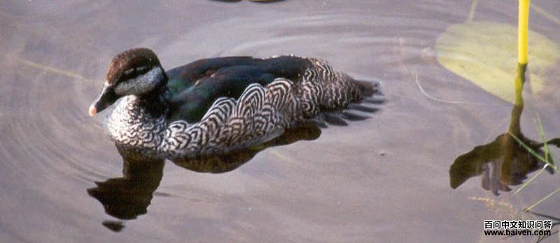 绿棉凫 绿棉凫的图片