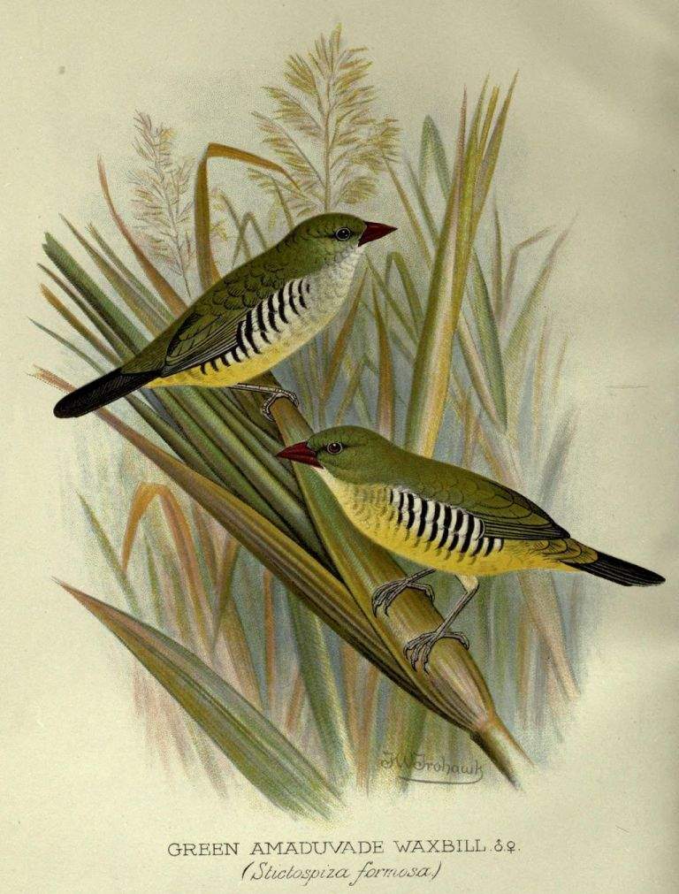 ��÷��ȸ��ͼƬ