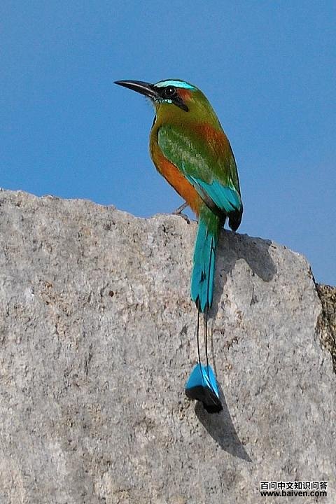 ��ü���t��ͼƬ