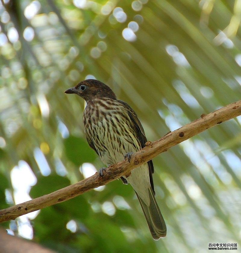 绿裸眼鹂 绿裸眼鹂的图片