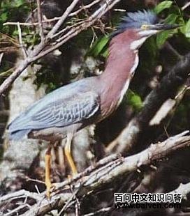 绿鹭属 绿鹭属的图片