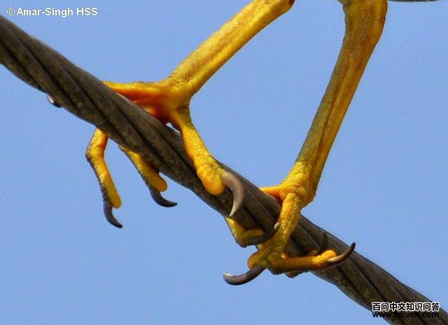 ���أ�צ����д