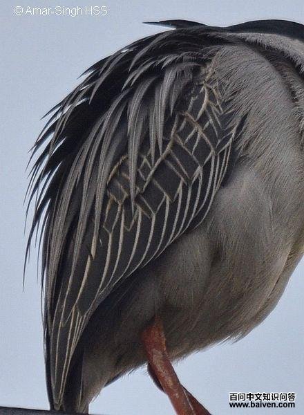 ���أ�����ͼ��ϸ��