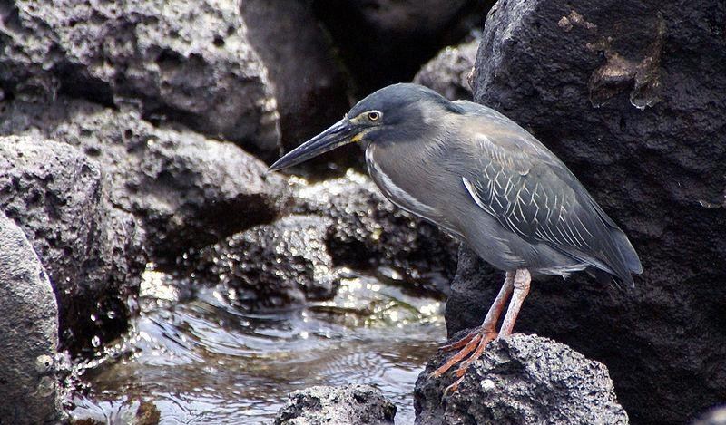 ���أ�����