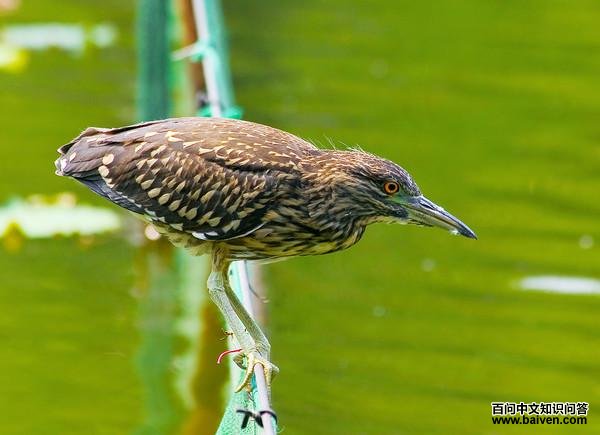 ҹ���ǳ��������ɫ�������ƺͰ�ɫ���