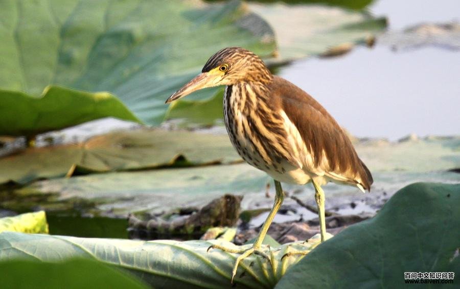 �����ǳ���