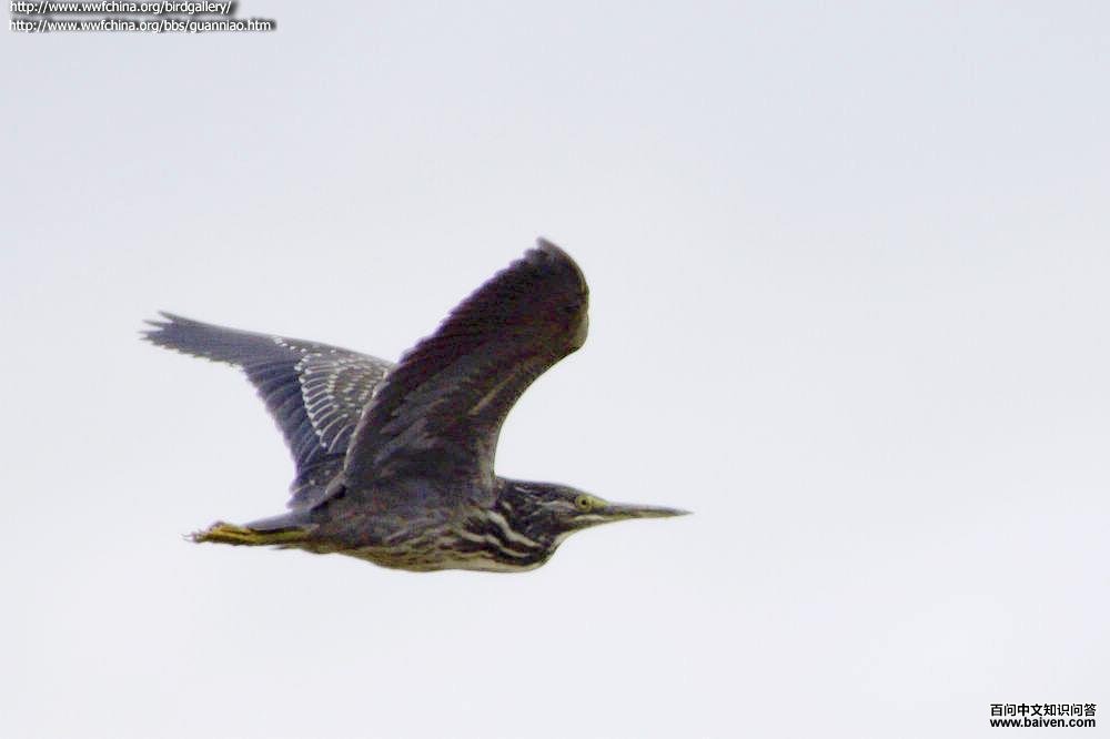 �����ǳ��������