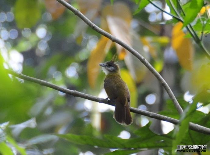 白喉旋木鹎 白喉旋木鹎的图片