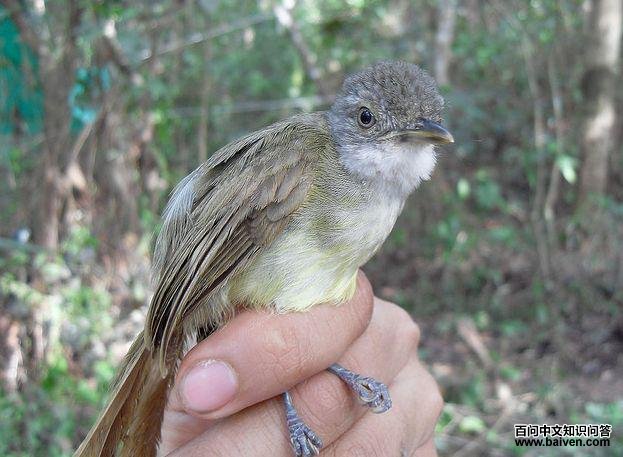 �׺���ľ��