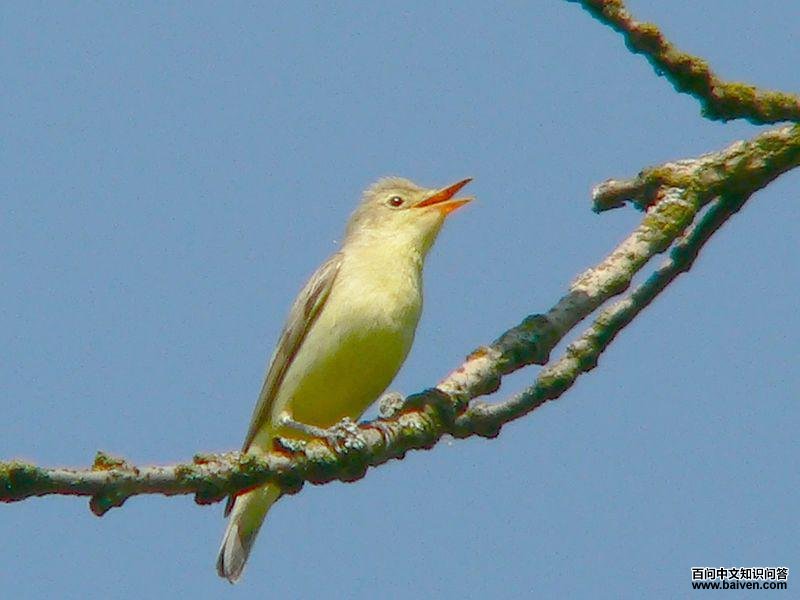 绿篱莺 绿篱莺的图片