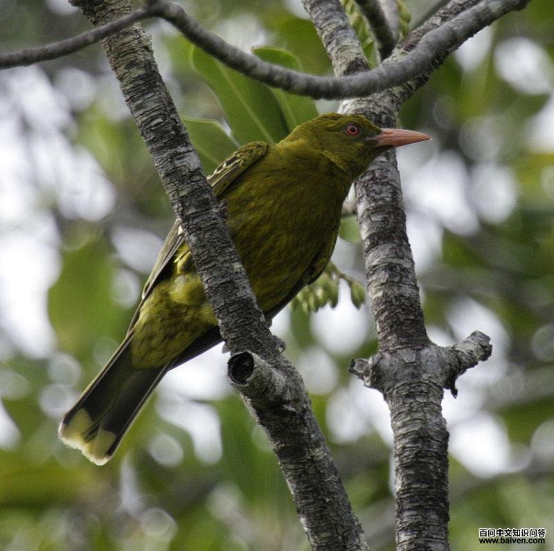 绿鹂 绿鹂的图片