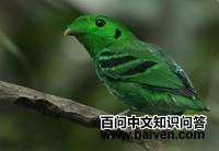 绿阔嘴鸟 绿阔嘴鸟的图片