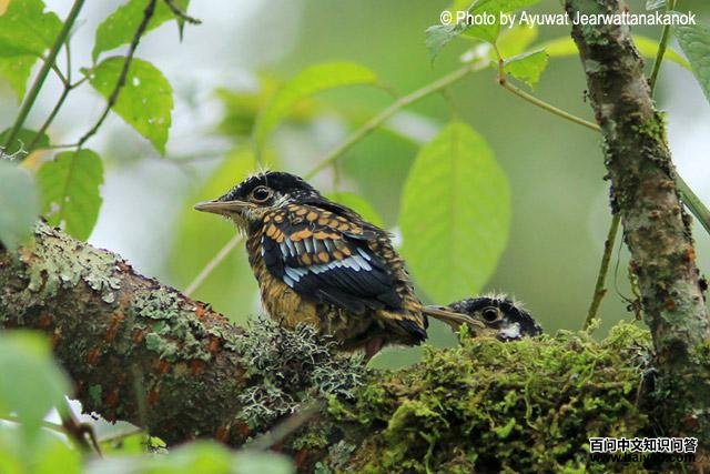 �̿���𴣺����