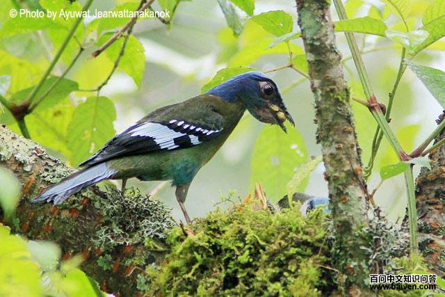 �̿���𴣺����ιʳ