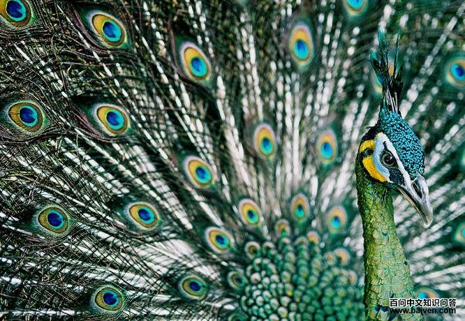 �̿�ȸ��ͼƬ