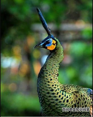 �̿�ȸ������״����ɫ����