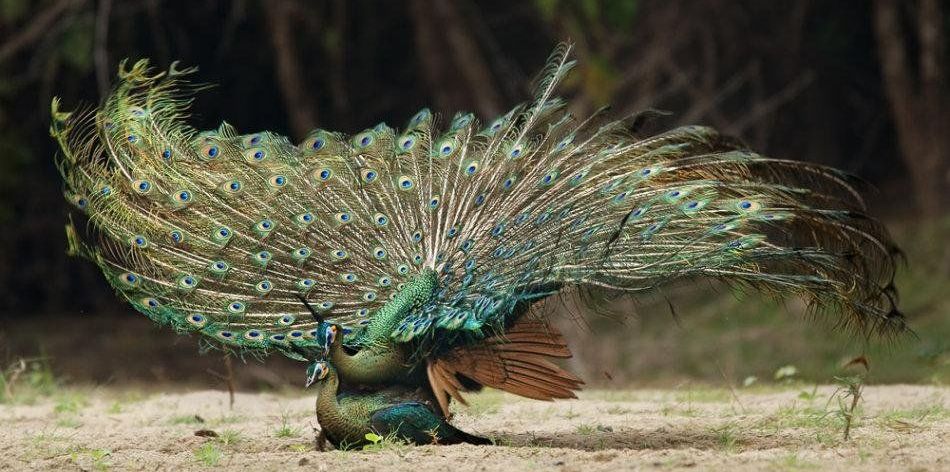 �̿�ȸ������ʹ���һ������