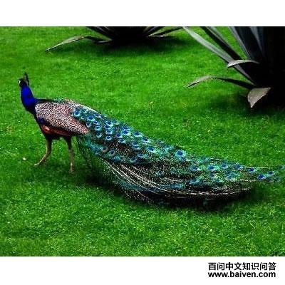 ����ȸ������