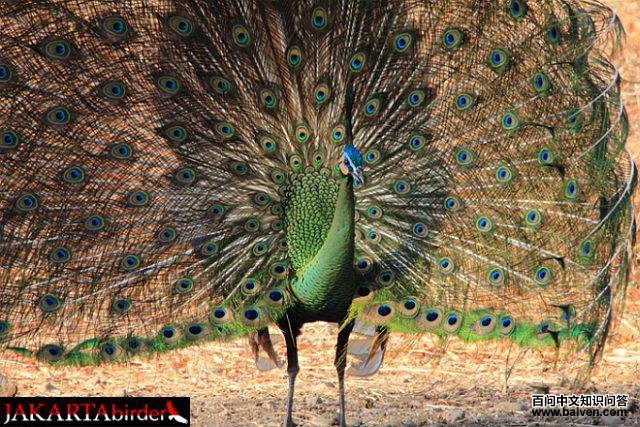 �̿�ȸ������