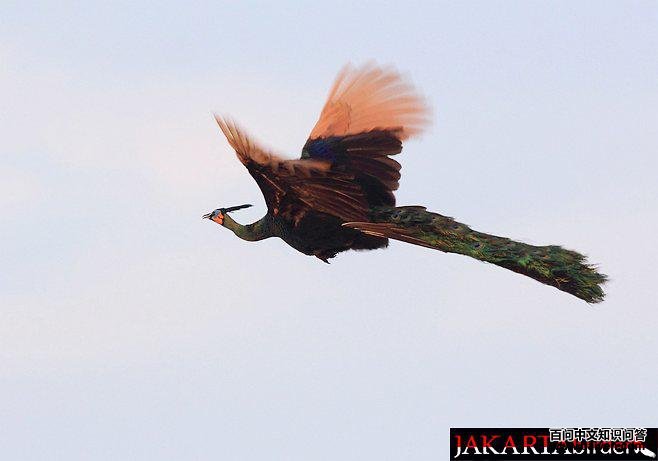 �̿�ȸ������ͼ