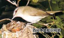 绿鹃科 绿鹃科的图片