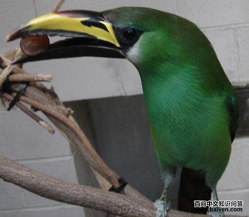 �̾���������ͼƬ