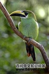 Τ���̾�����