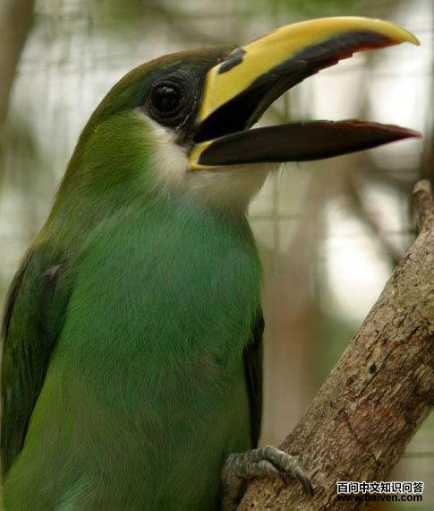 �̾�������