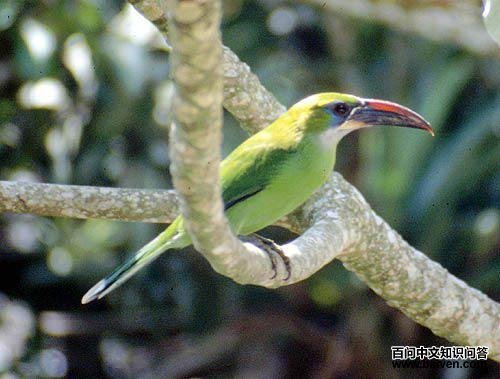 �̾�������