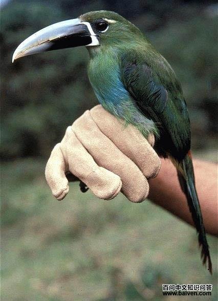 �̾�������