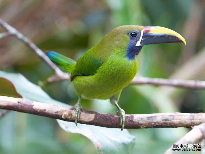 �̾�������