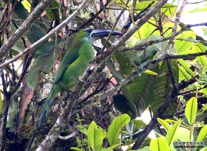 �̾�������