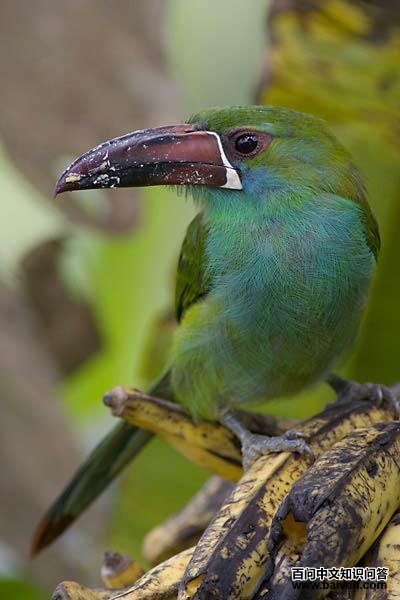 �̾�������