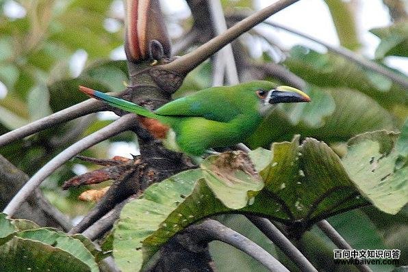 绿巨嘴鸟 绿巨嘴鸟的图片