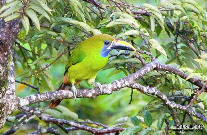 �̾�����