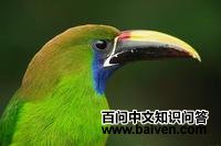 �̾�����