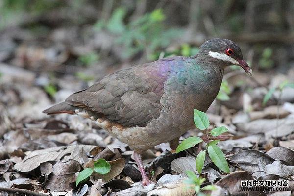 绿颈鹑鸠 绿颈鹑鸠的图片