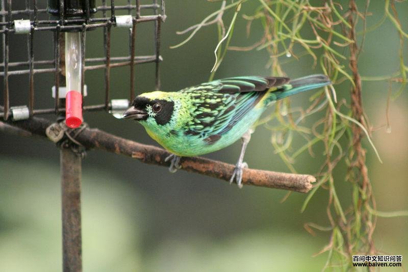 绿金唐加拉雀 绿金唐加拉雀的图片