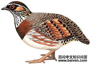 �̽�ɽ����ͼƬ