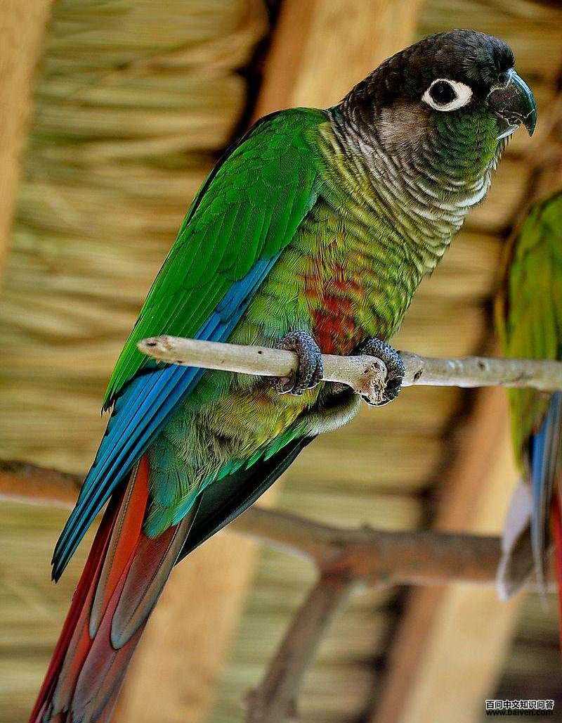 �̼��и��ͼƬ