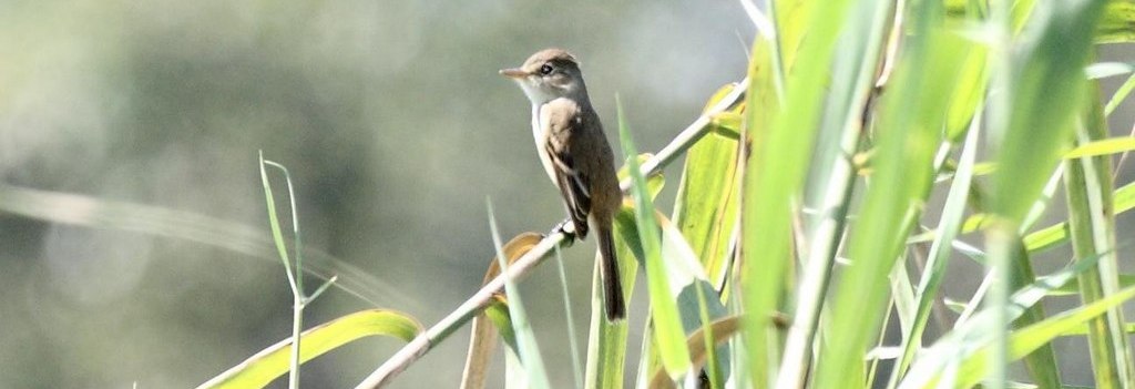白喉纹霸鹟 白喉纹霸鹟的图片