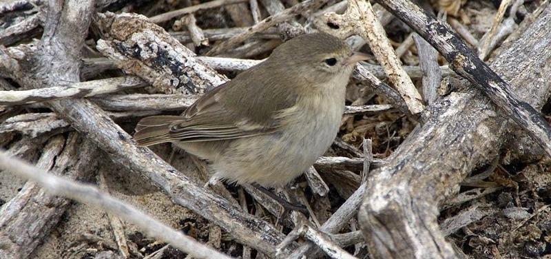 �̼ӵ�ݺȸ��ͼƬ