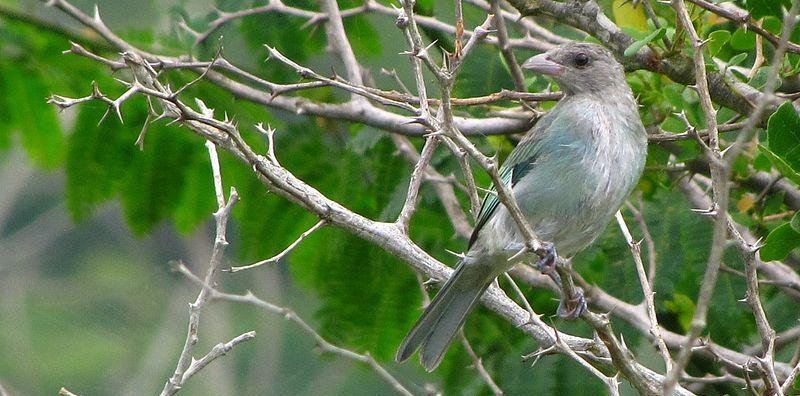 绿灰裸鼻雀 绿灰裸鼻雀的图片