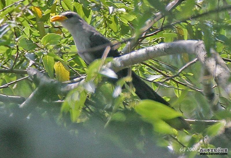 绿黄嘴鹃 绿黄嘴鹃的图片