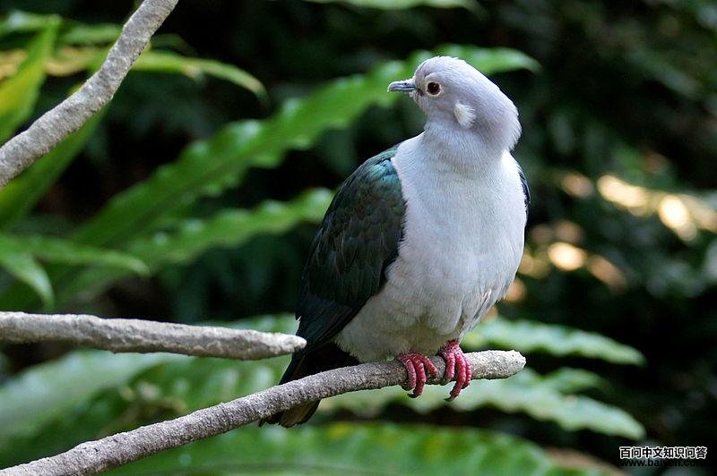 绿皇鸠 绿皇鸠的图片