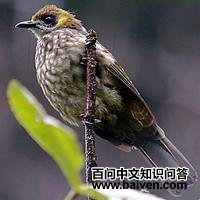 绿冠鹎 绿冠鹎的图片